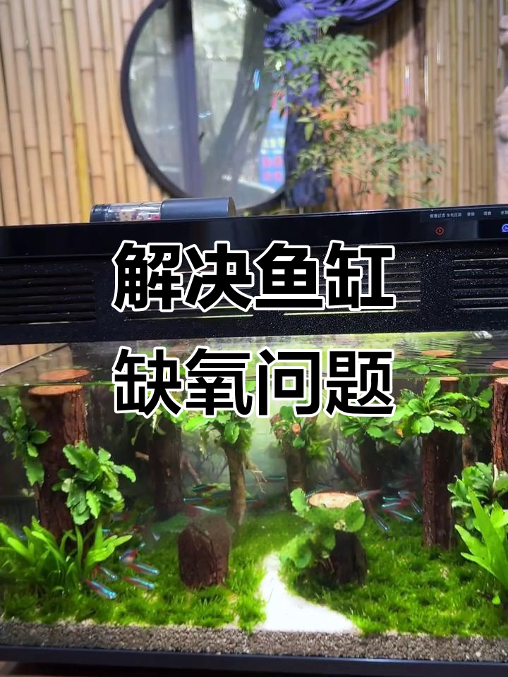 小米鱼缸密封太强,鱼儿缺氧怎么办?教你一招解决