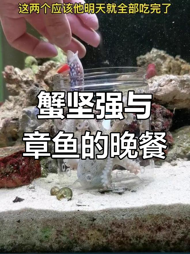 章鱼保罗大快朵颐,蟹坚强吃兰花蟹钳