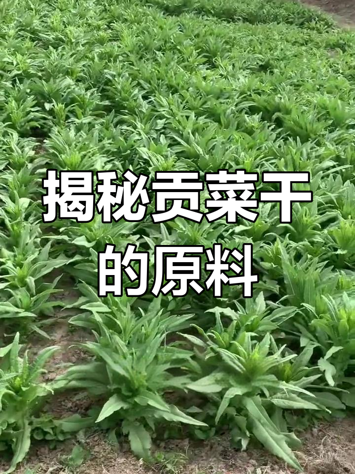 贡菜干原来是这种苔菜晒干的,真有趣!