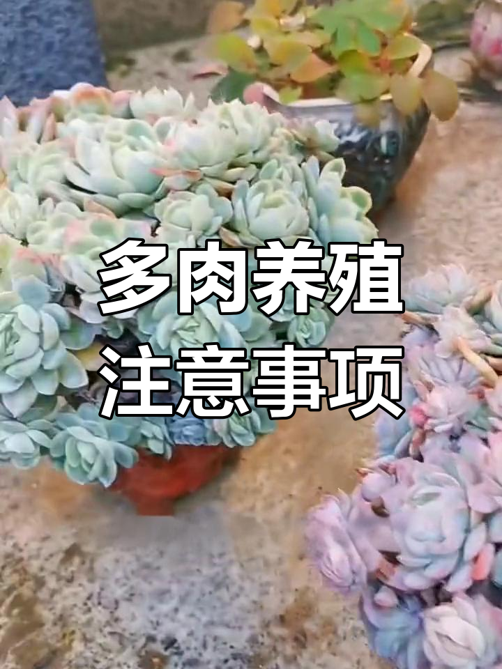 贝瑞多肉养护全攻略,轻松掌握生长技巧