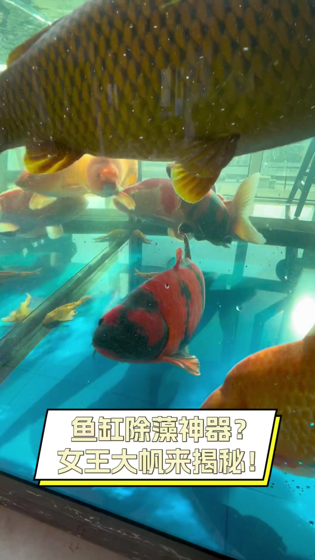 鱼缸除藻神器?女王大帆来揭秘!
