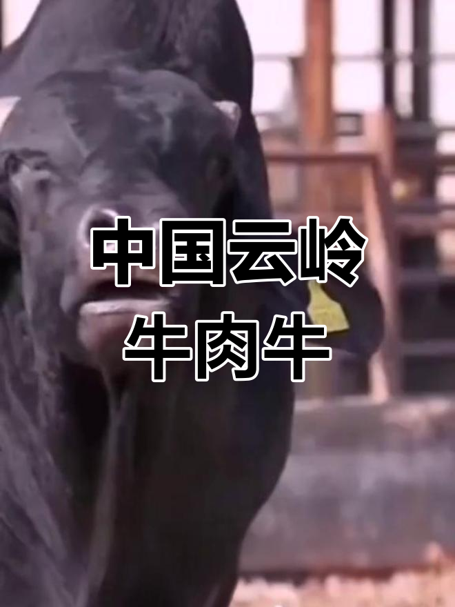 云岭牛:中国优质肉牛新品种,与和牛不相上下