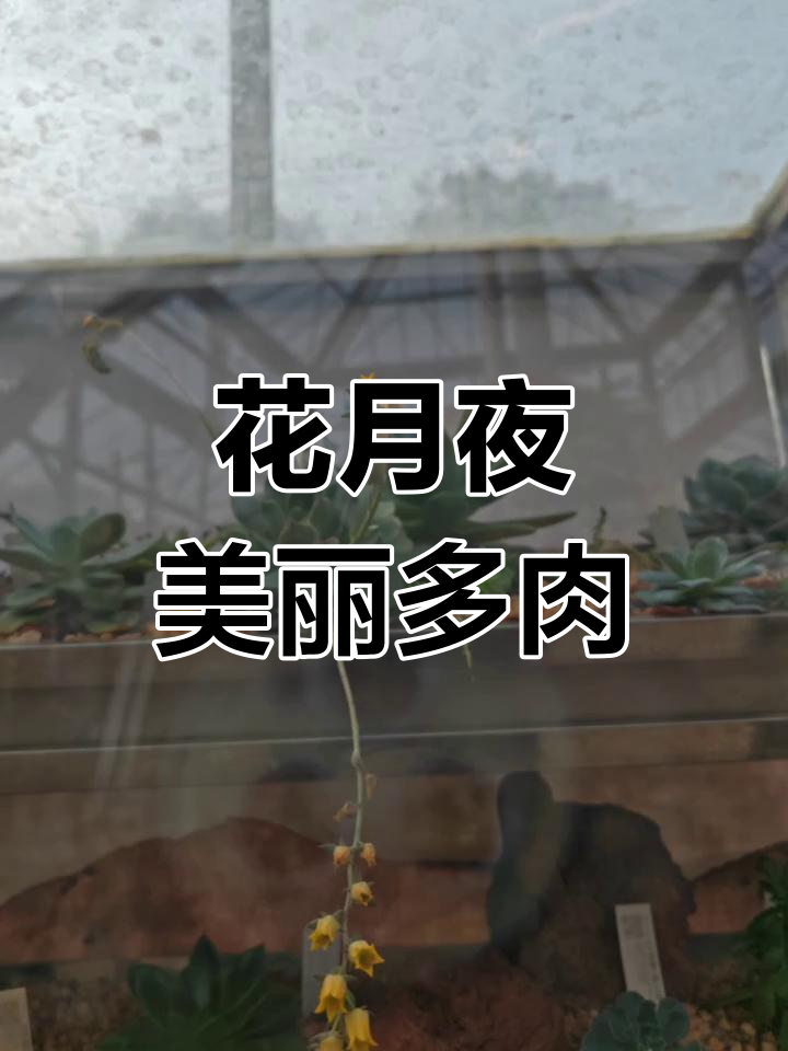 景天科拟石莲花属多肉植物,花月夜的美妙绽放