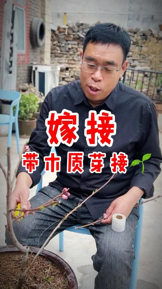 成活率高的果树嫁接方法视频技术柿子树荔枝树桃树带木质部芽接嫁接视频黄金蜜四号桃树嫁接 嫁接