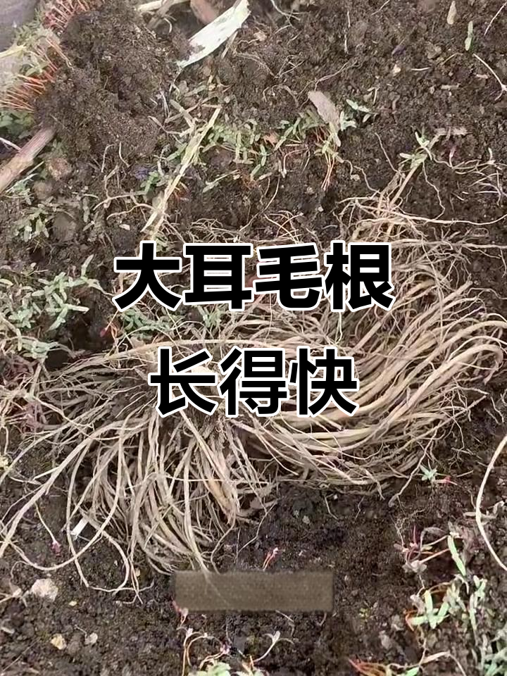 挖出大耳毛根,东风菜长势惊人