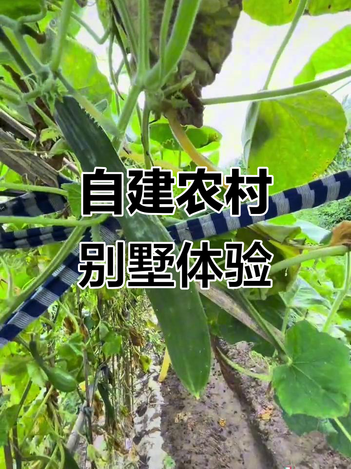 河庄自建房体验:菜地、厨房一应俱全,三层楼独院超豪华
