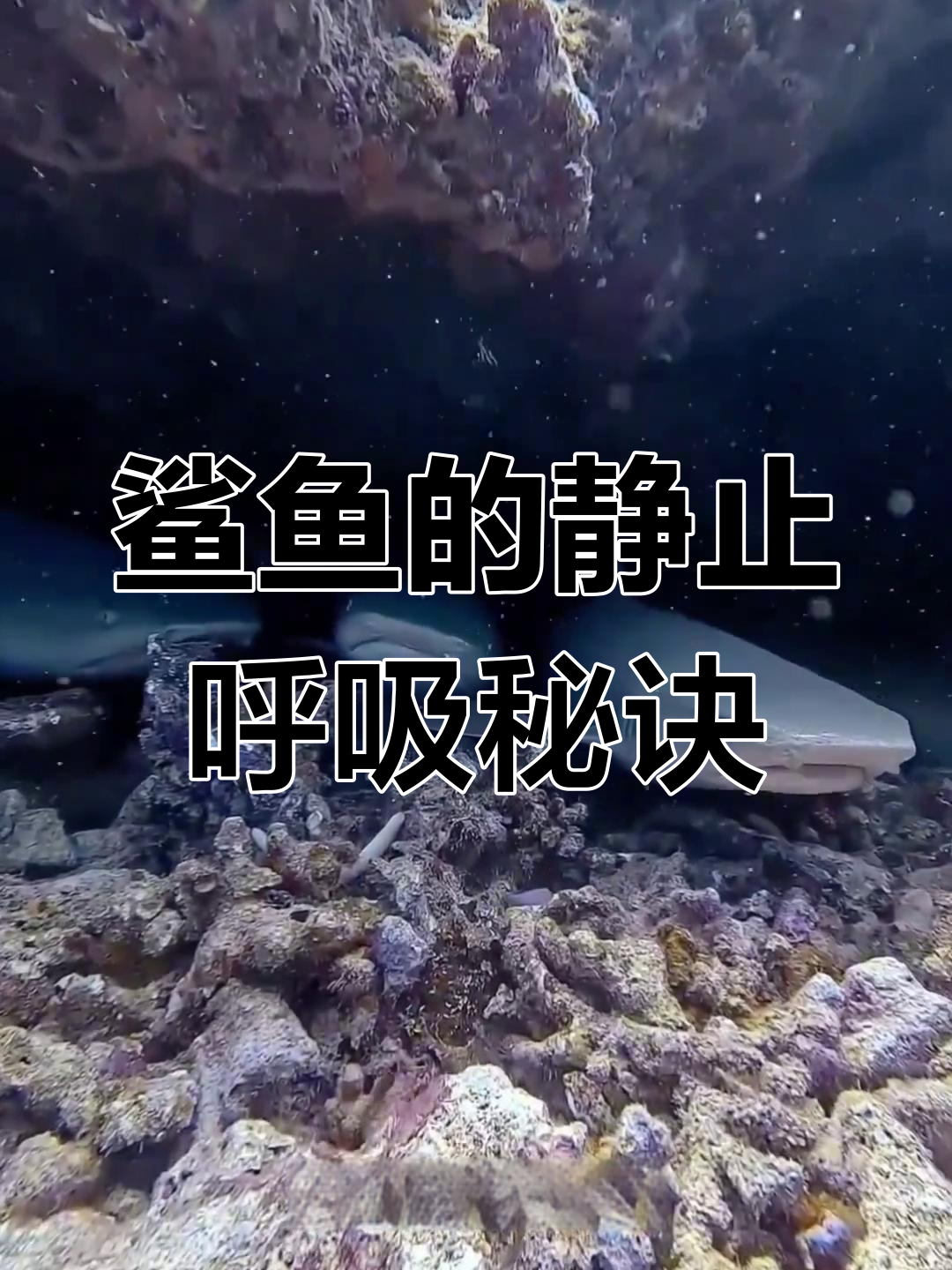 鲨鱼如何通过静止呼吸?揭秘海底洞穴的奥秘