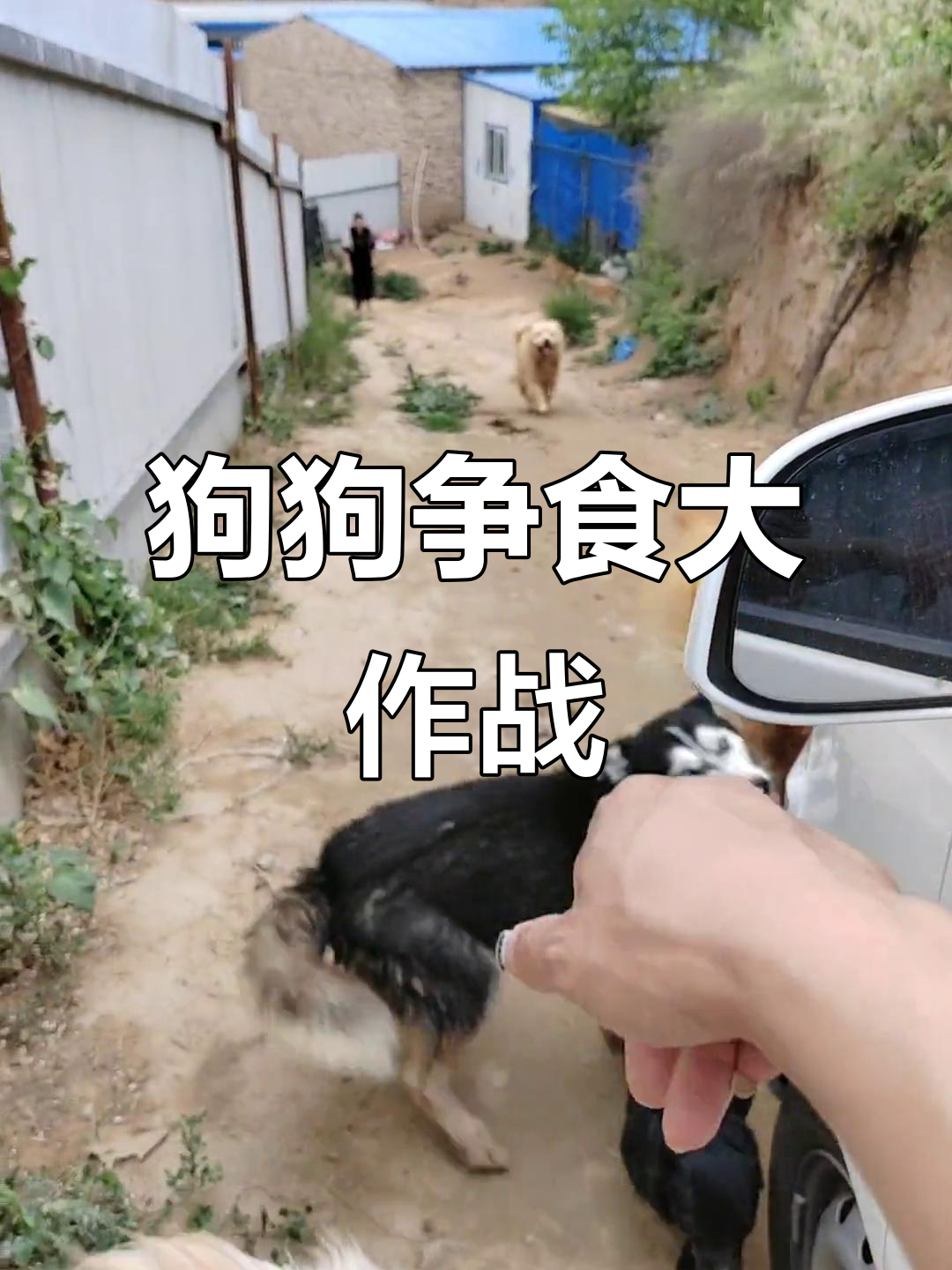 狗娃子们抢鸭架、鸡架,吃得开心极了