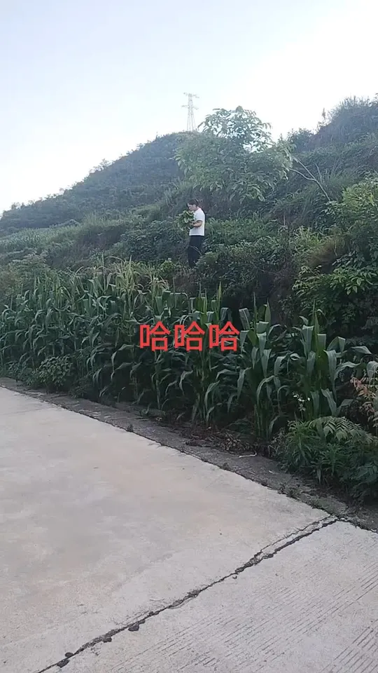 绿色蔬菜的营养价值与健康吃法你知道多少?
