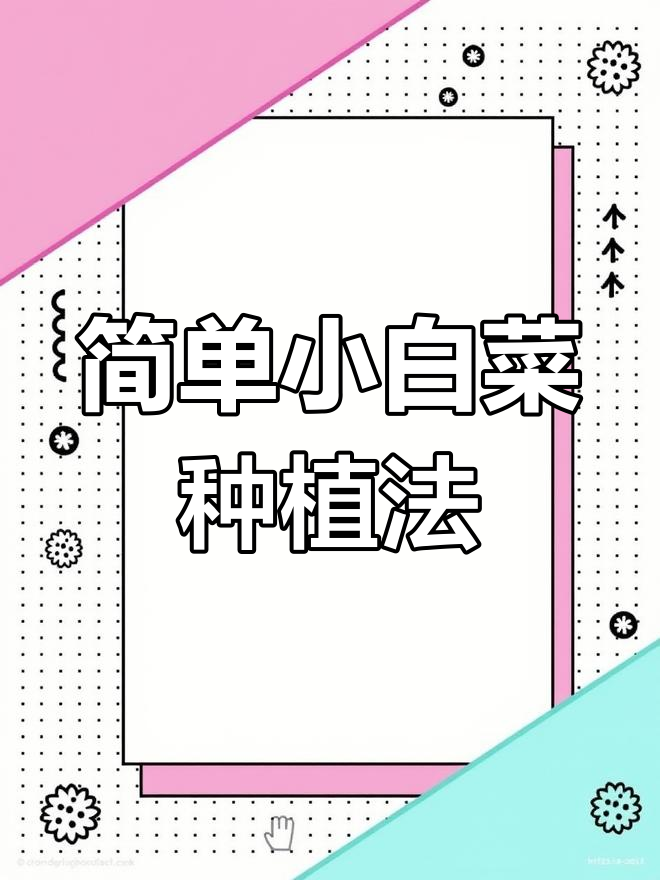 小白菜种植全流程,轻松掌握播种技巧