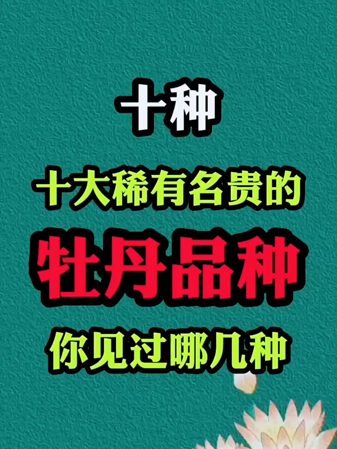十大稀有名贵的牡丹品种