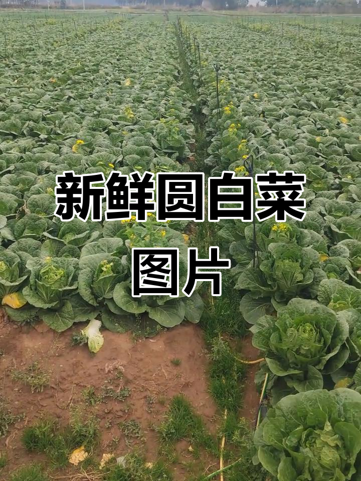 圆白菜图片大赏,快来看看吧!