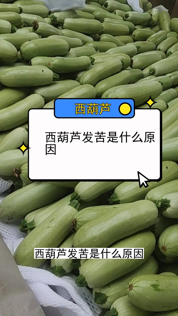 西葫芦发苦是什么原因