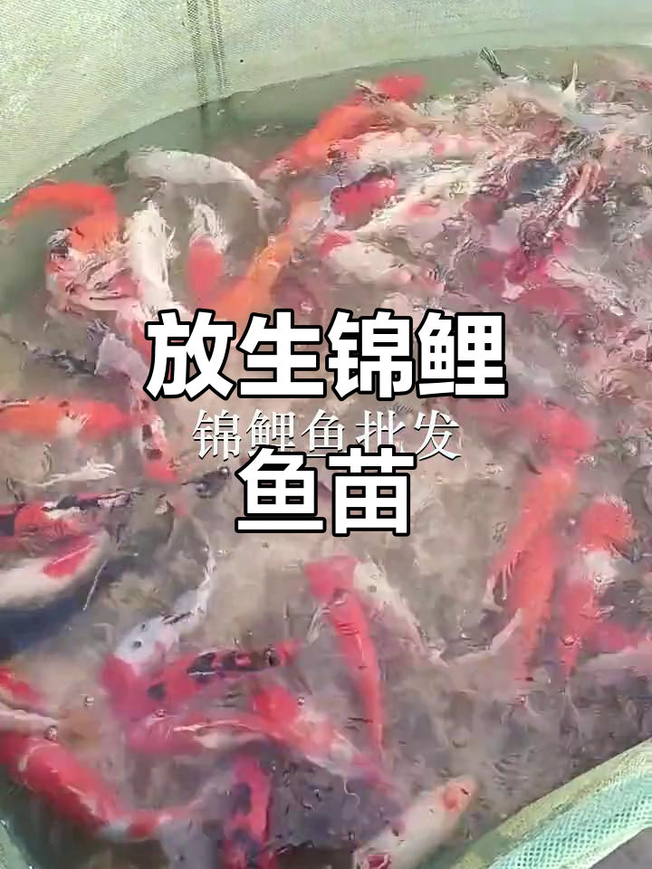 东莞清溪、惠州沙田鱼苗场,佛山放生锦鲤鱼苗