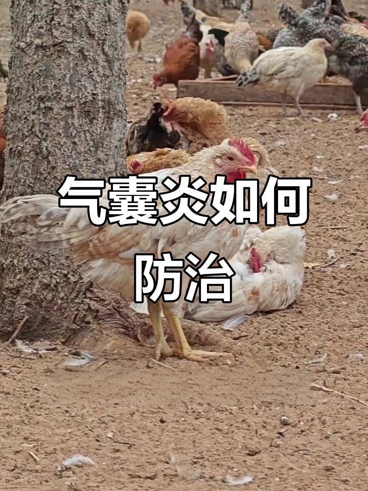 散养土鸡气囊炎的根源与预防方法