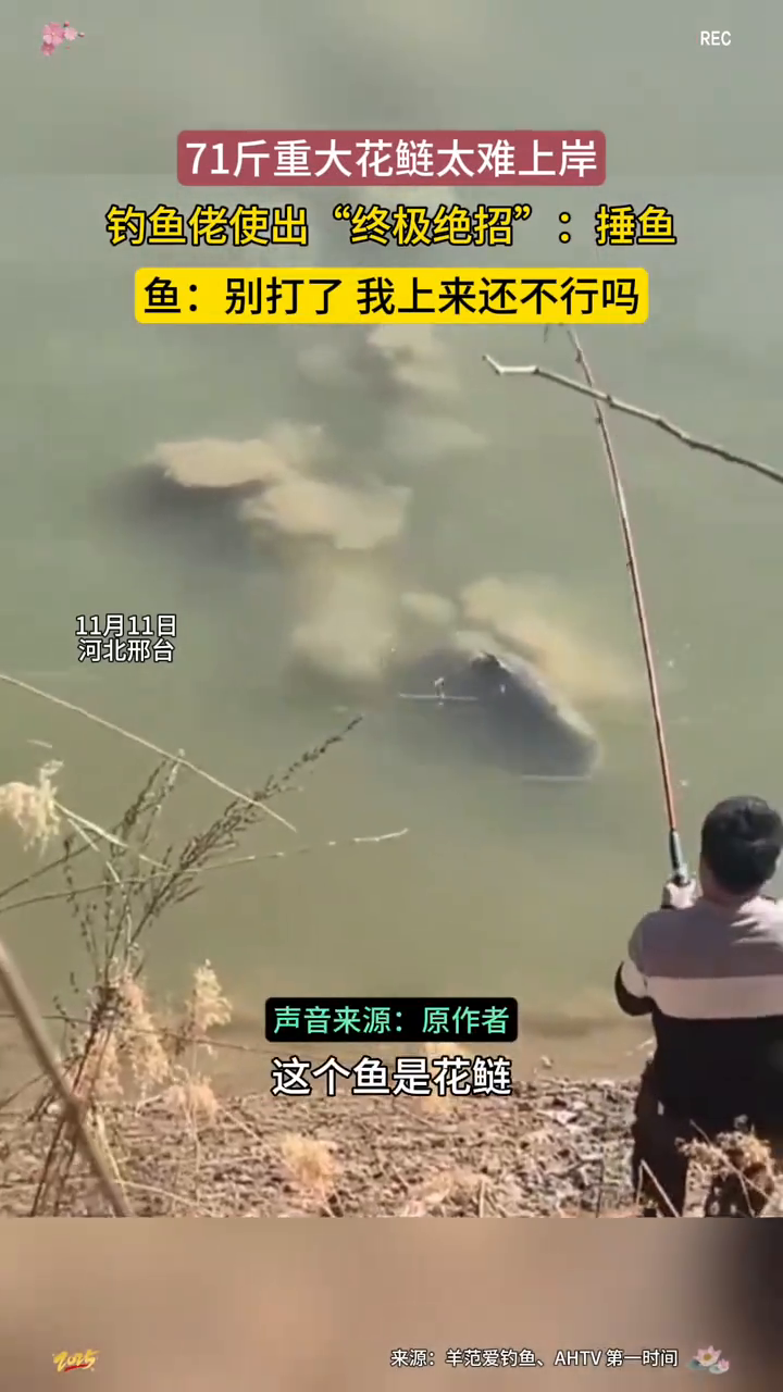 钓鱼佬的高光时刻，71斤重的大花鲢上钩了！