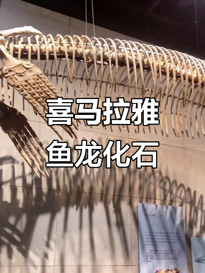 西藏博物馆展出10米长喜马拉雅鱼龙化石,震撼来袭
