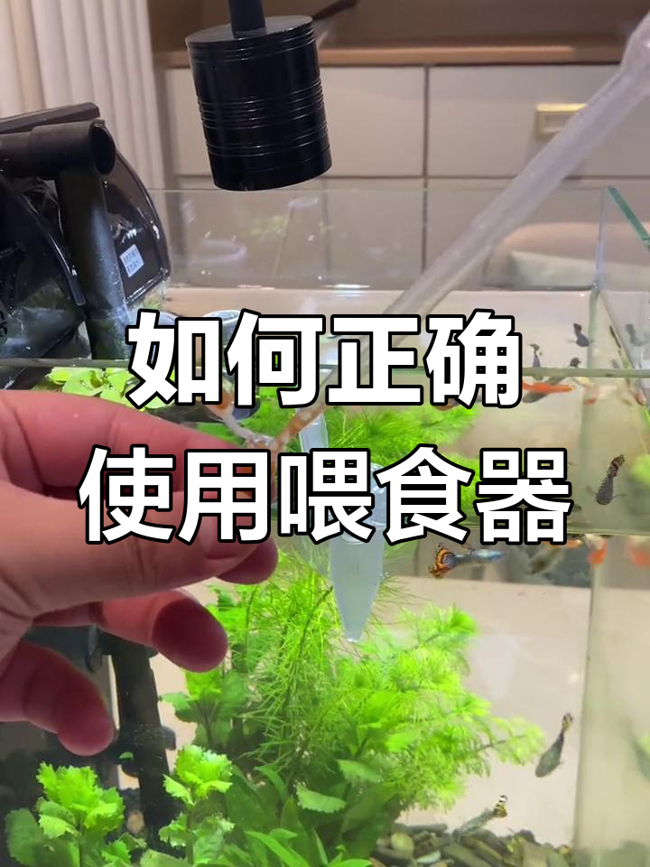 丰年虾喂食器使用技巧