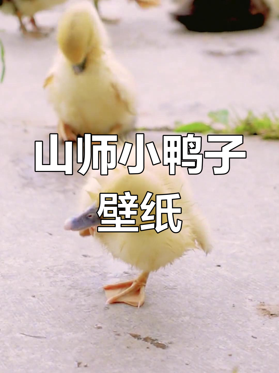 山东师范大学的萌鸭壁纸,谁不想拥有?