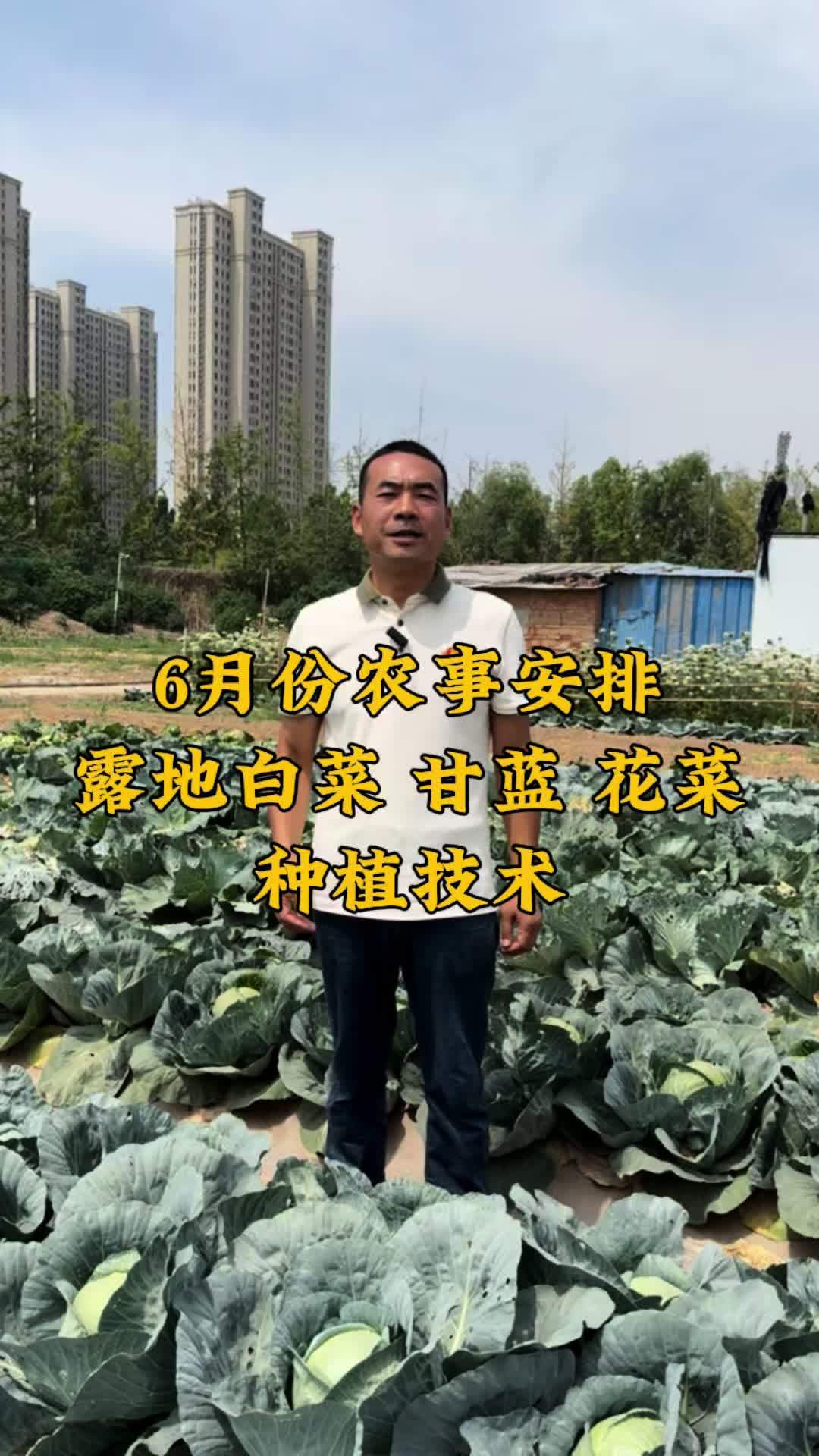 6月份农事安排-露地白菜 甘蓝 花菜种植技术!三农 耐热品种