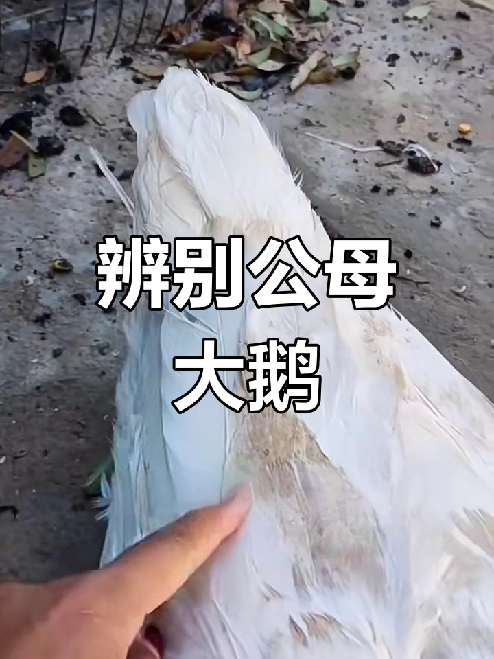 公母大鹅如何分辨?一秒学会技巧
