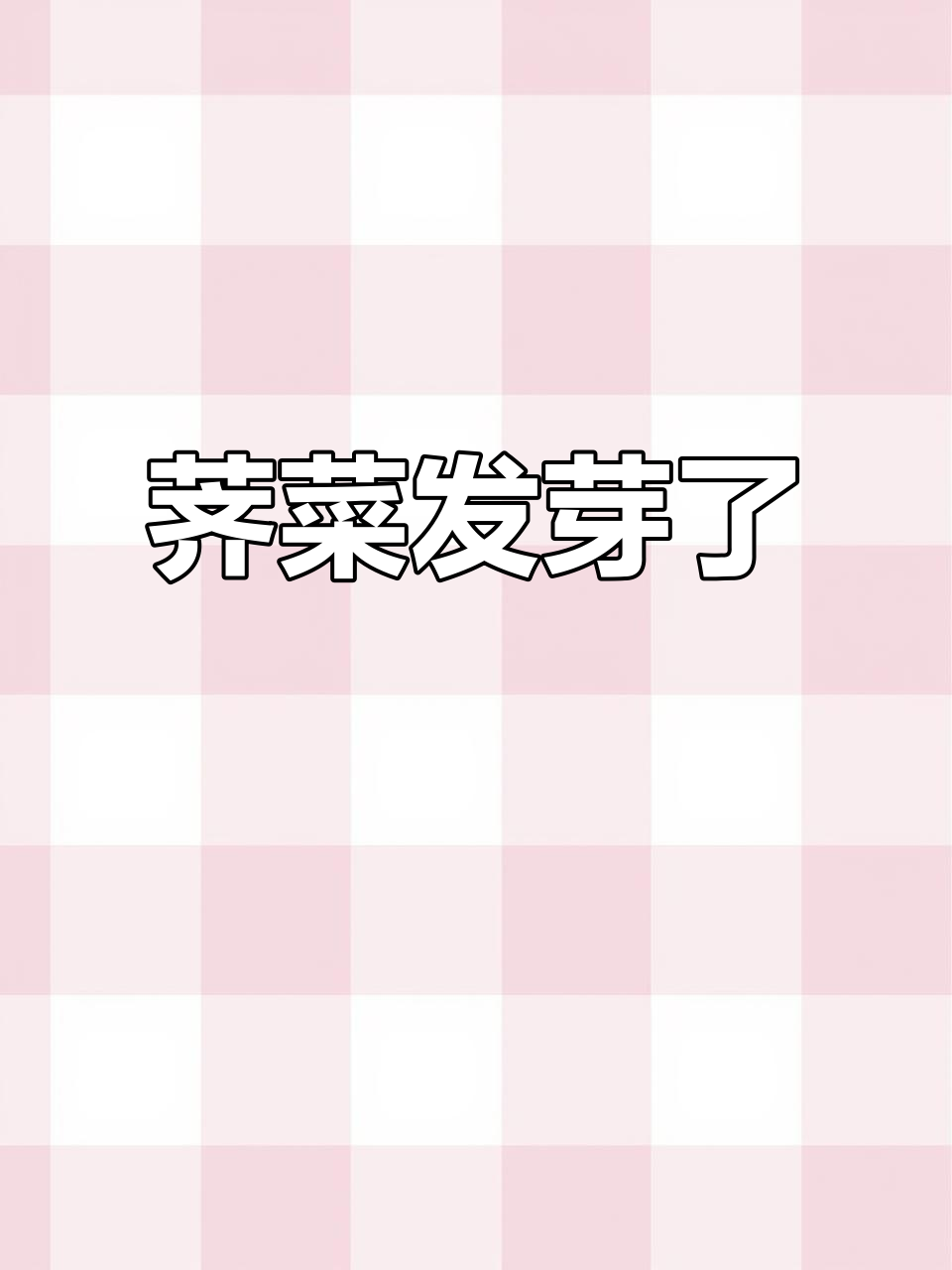 防风突然发现荠菜发芽,纯天然有机蔬菜小菜园成长记