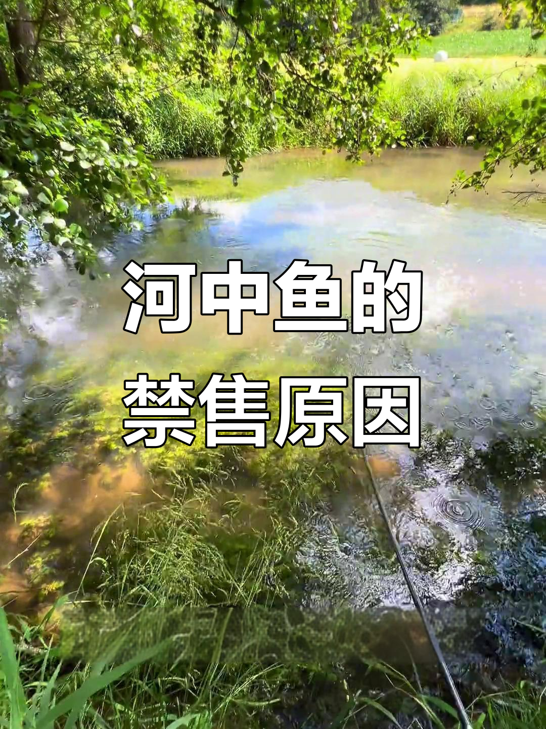 德国禁止销售河里鱼,因无法保证卫生安全