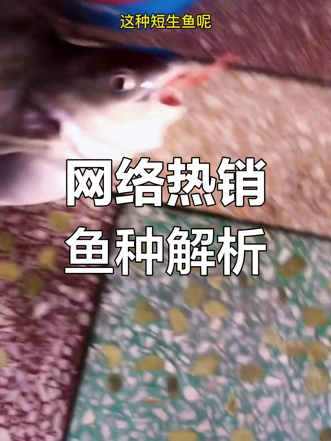 揭秘网络热门生物:长丝巨鲶与海神海蛞蝓
