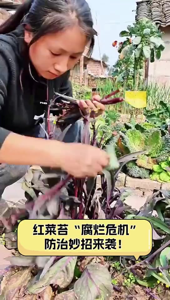 红菜苔“腐烂危机”,防治妙招来袭!