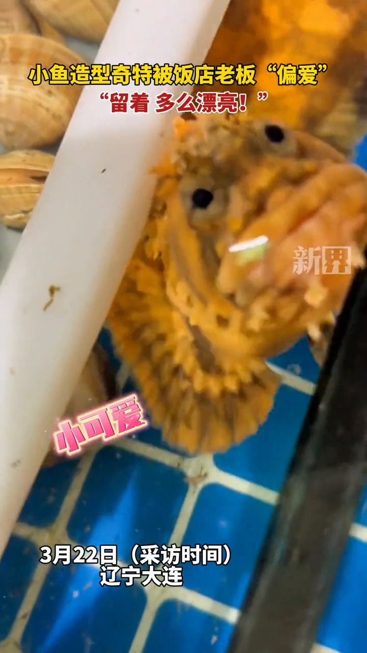 小鱼因造型奇特被饭店老板“偏爱”,成了“宠物鱼”