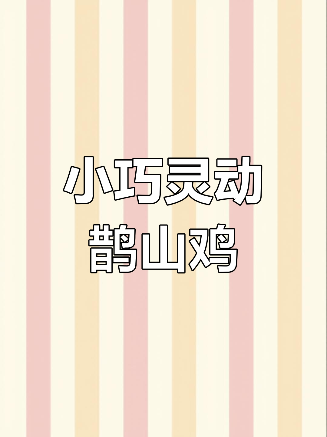 鹊山鸡:两千多年历史的优质小体型地方品种,山地放养更佳