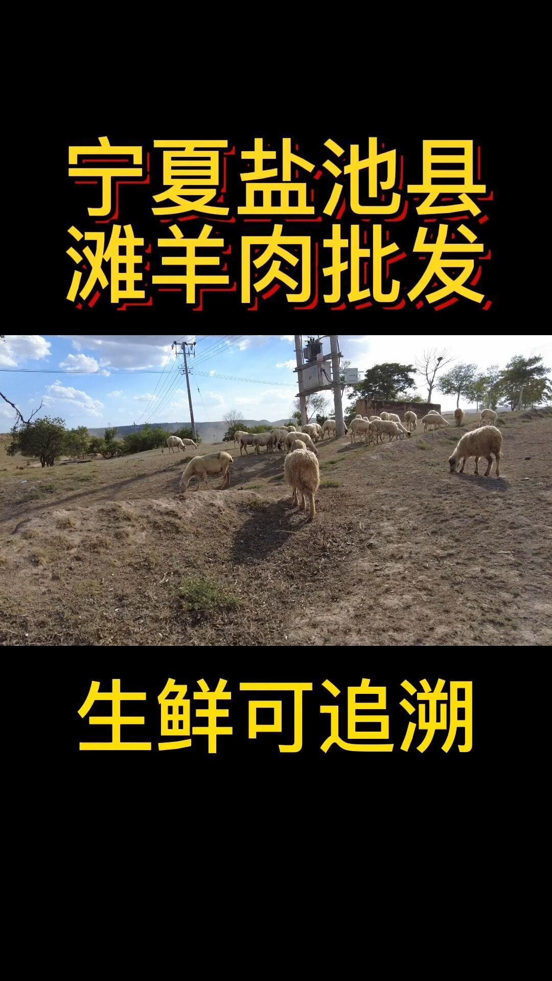 清真加工的羊有什么区别,你知道吗?