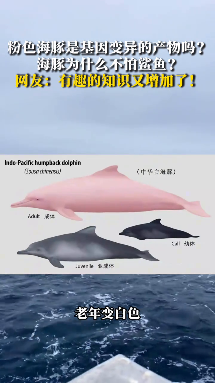 粉色海豚是基因变异的产物吗?海豚为什么不怕鲨鱼?