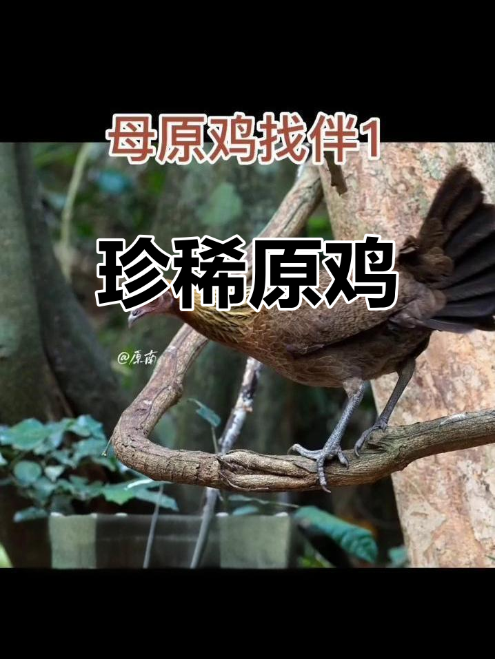原鸡,家鸡的野生祖先,美丽而珍贵