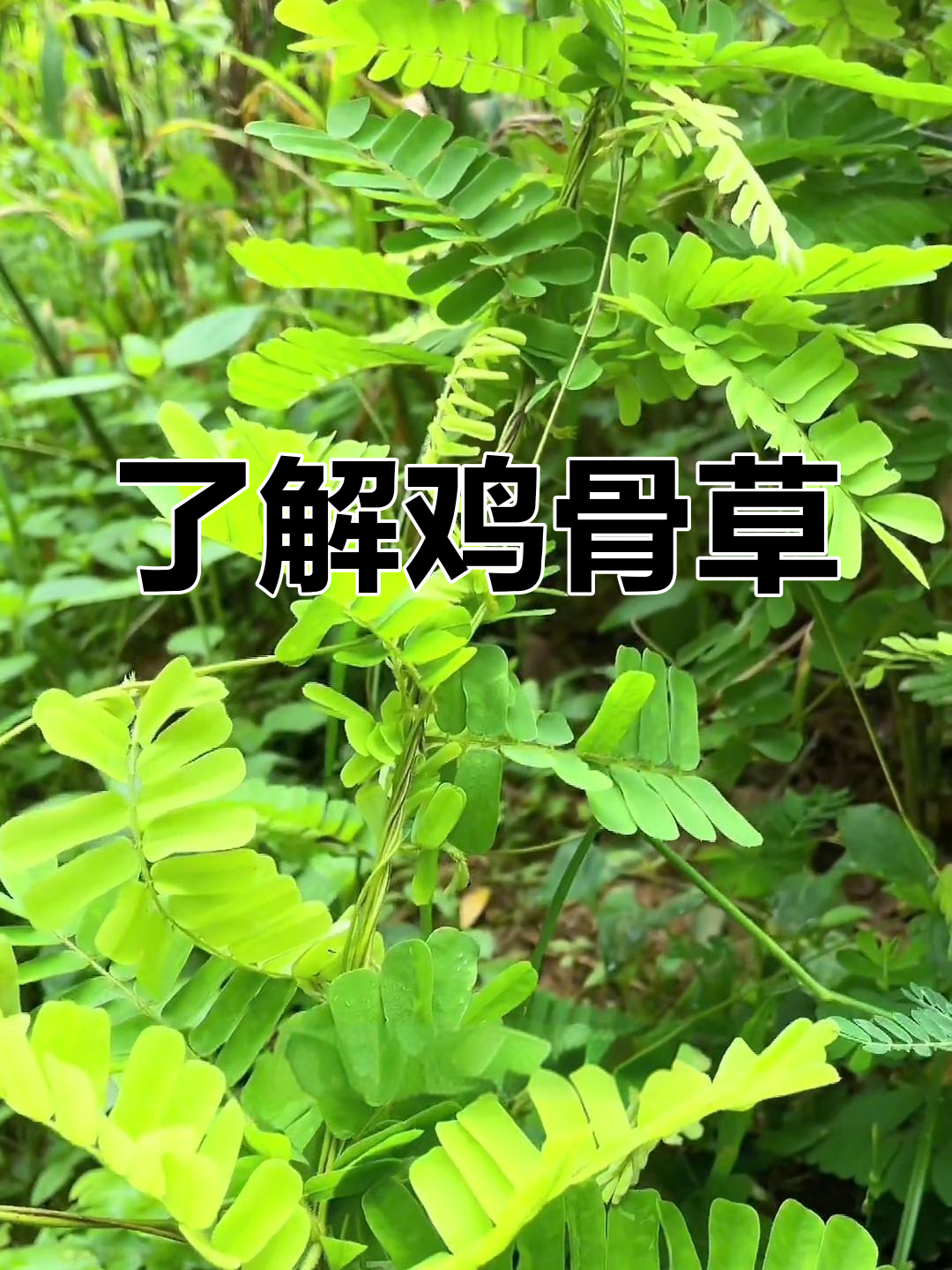 鸡骨草:春夏必备的广东汤料