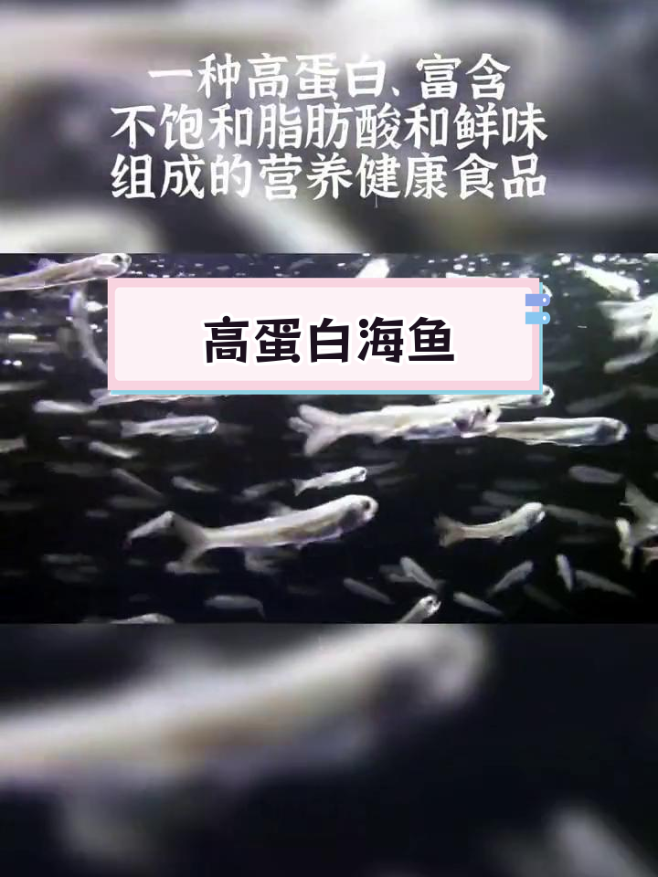 鳀鱼:海洋中的营养宝藏