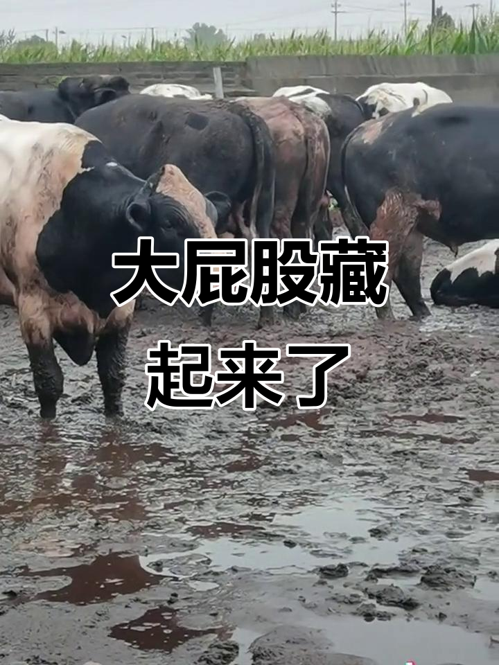 芝麻鱼屁股搅干净,大屁股藏起来!