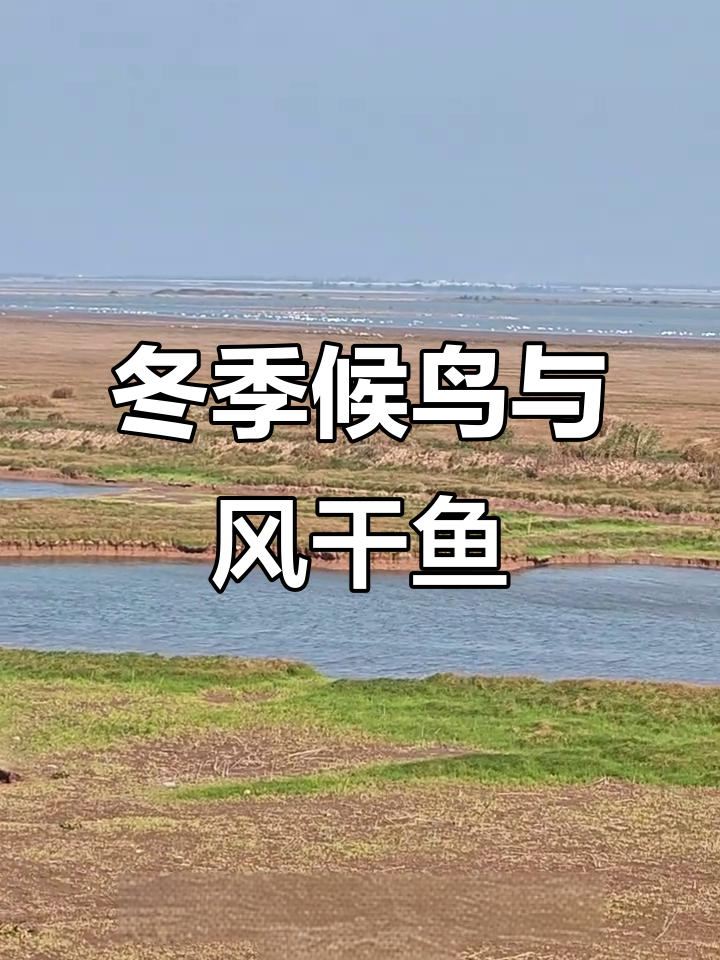 洞庭湖冬日候鸟与大草鱼晒场美景