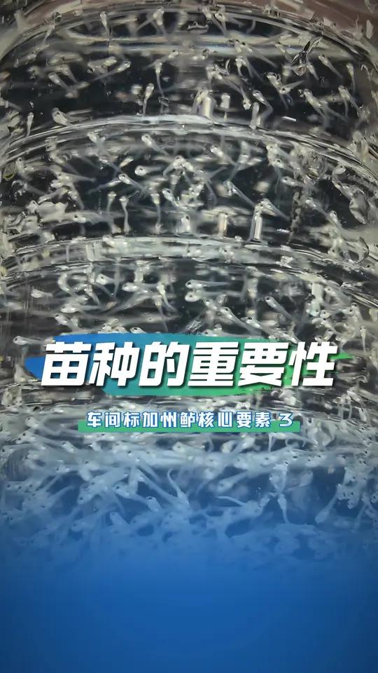 「车间标加州鲈鱼核心要素3」普通苗也能养，为什么标苗大厂偏爱品牌苗