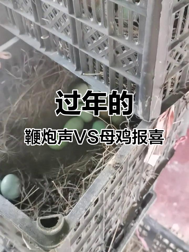 过年鞭炮与母鸡下蛋,哪个声音更让你心动?