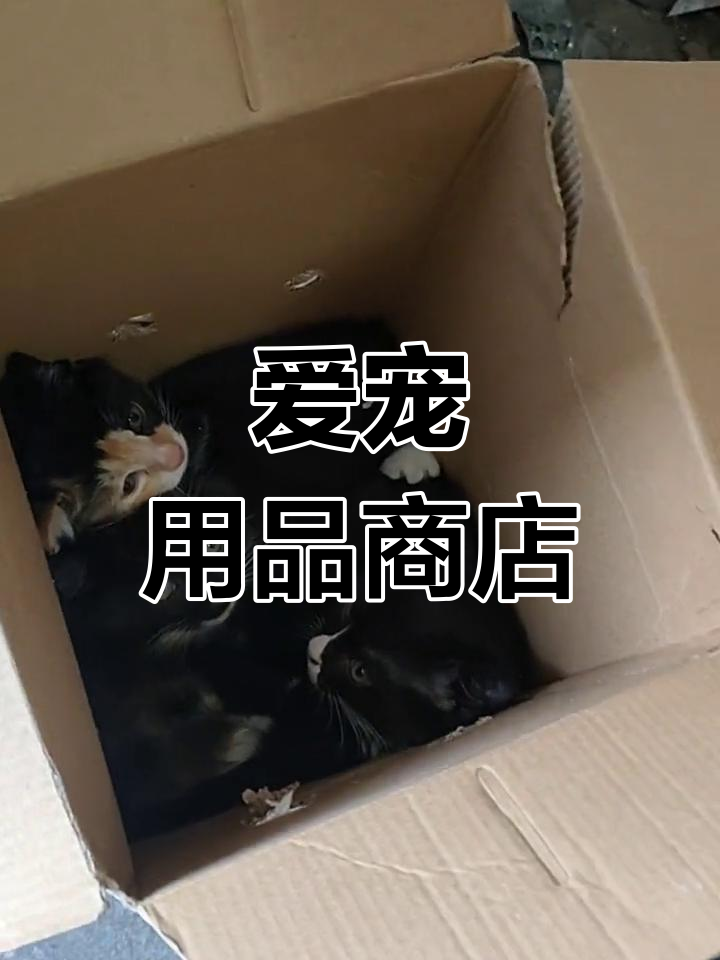 烟台蓬莱爱心宠物用品店