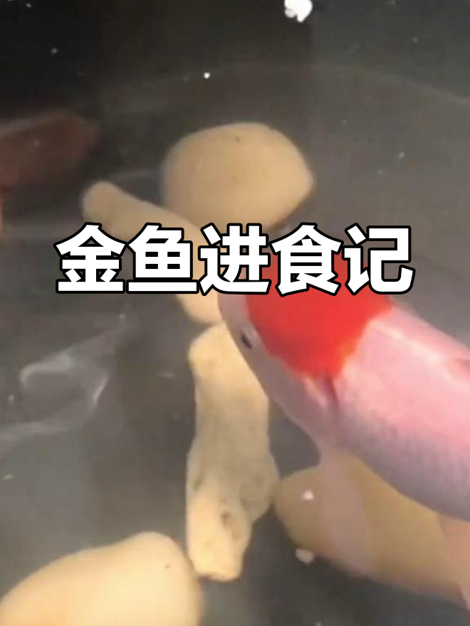 小红帽金鱼吃芝麻,吐出白皮