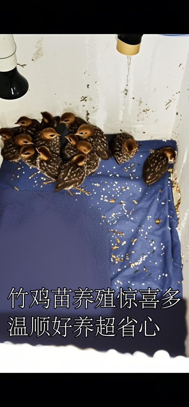 竹鸡苗养殖惊喜多,温顺好养超省心