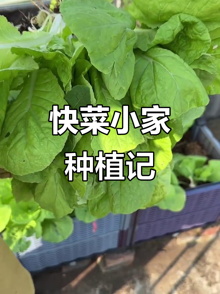 小家庭有机蔬菜种植全纪录：从种子到餐桌，绿色健康每一天