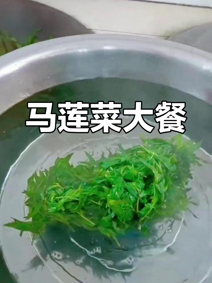 山上采马莲菜,蘸酱吃最香!这种野味你吃过吗?