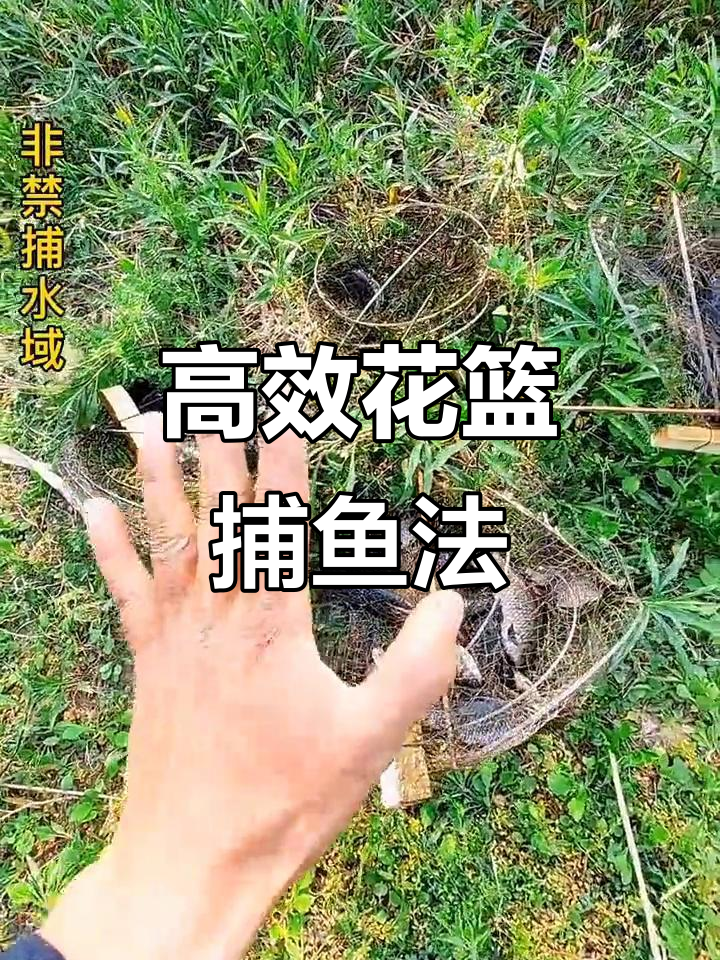花篮捕鱼技巧大揭秘:如何高效放网抓黑鱼