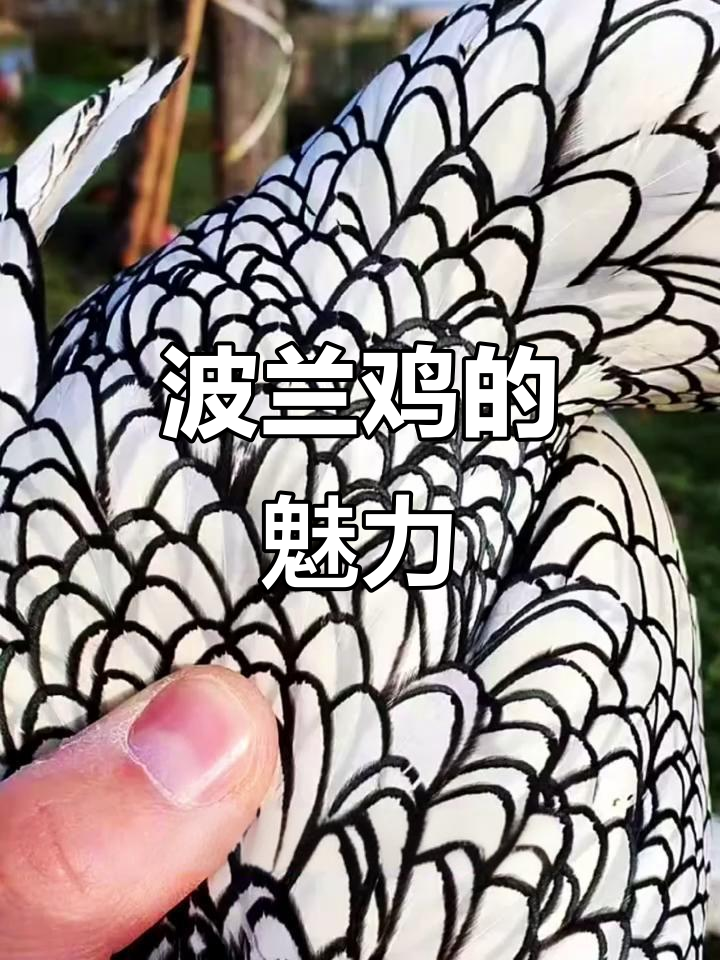 波兰鸡：美丽凤头鸡，温顺又可爱