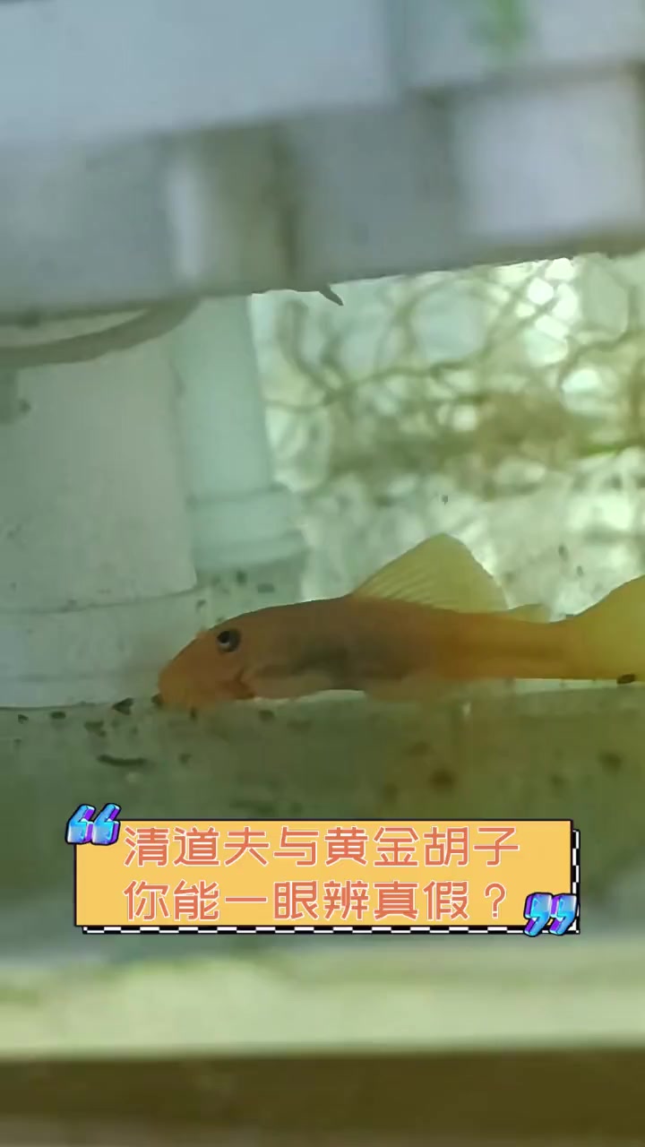 清道夫与黄金胡子,你能一眼辨真假?