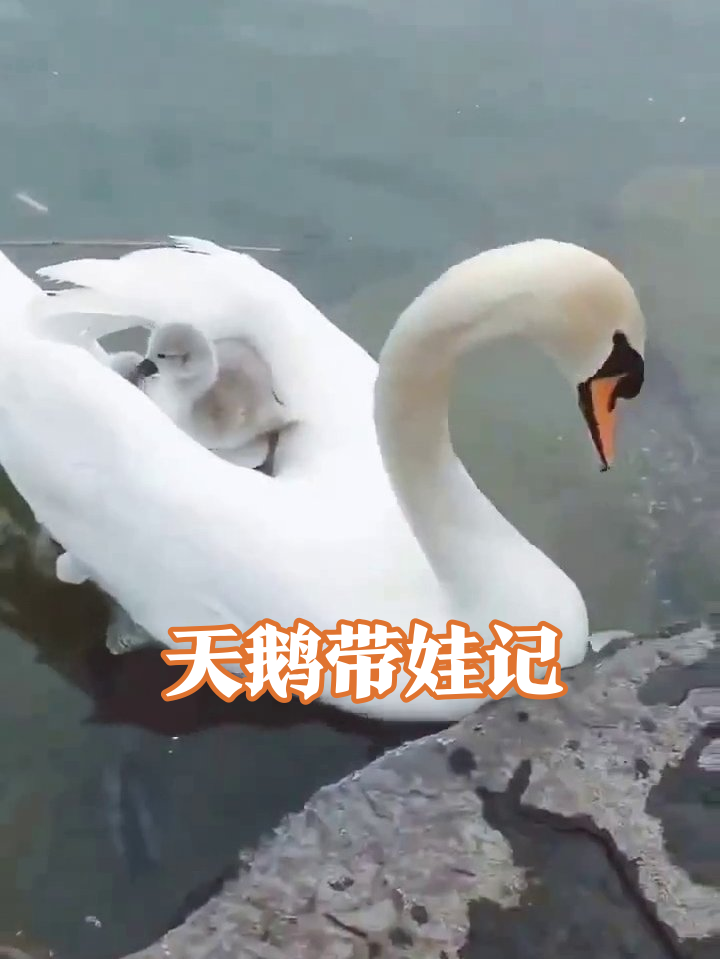 天鹅妈妈带娃名场面：翅膀当座驾，宝宝突然独立游