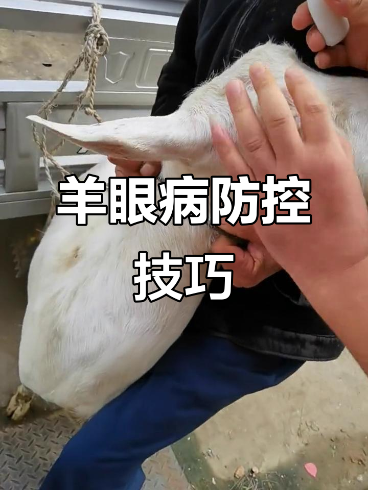 羊传染性角膜结膜炎防治全攻略,轻松应对不后悔